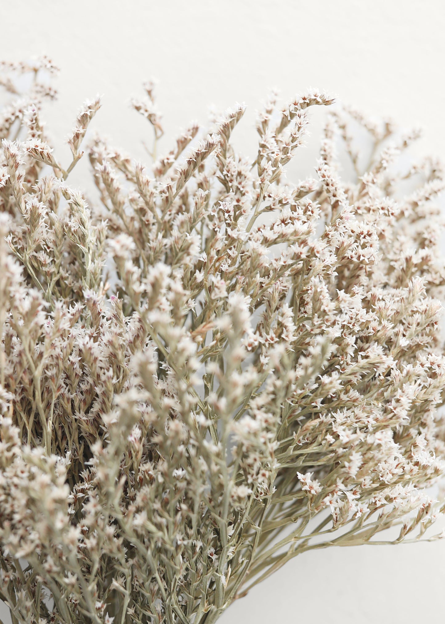 Dried Flower German Statice Bundles - 10-13"