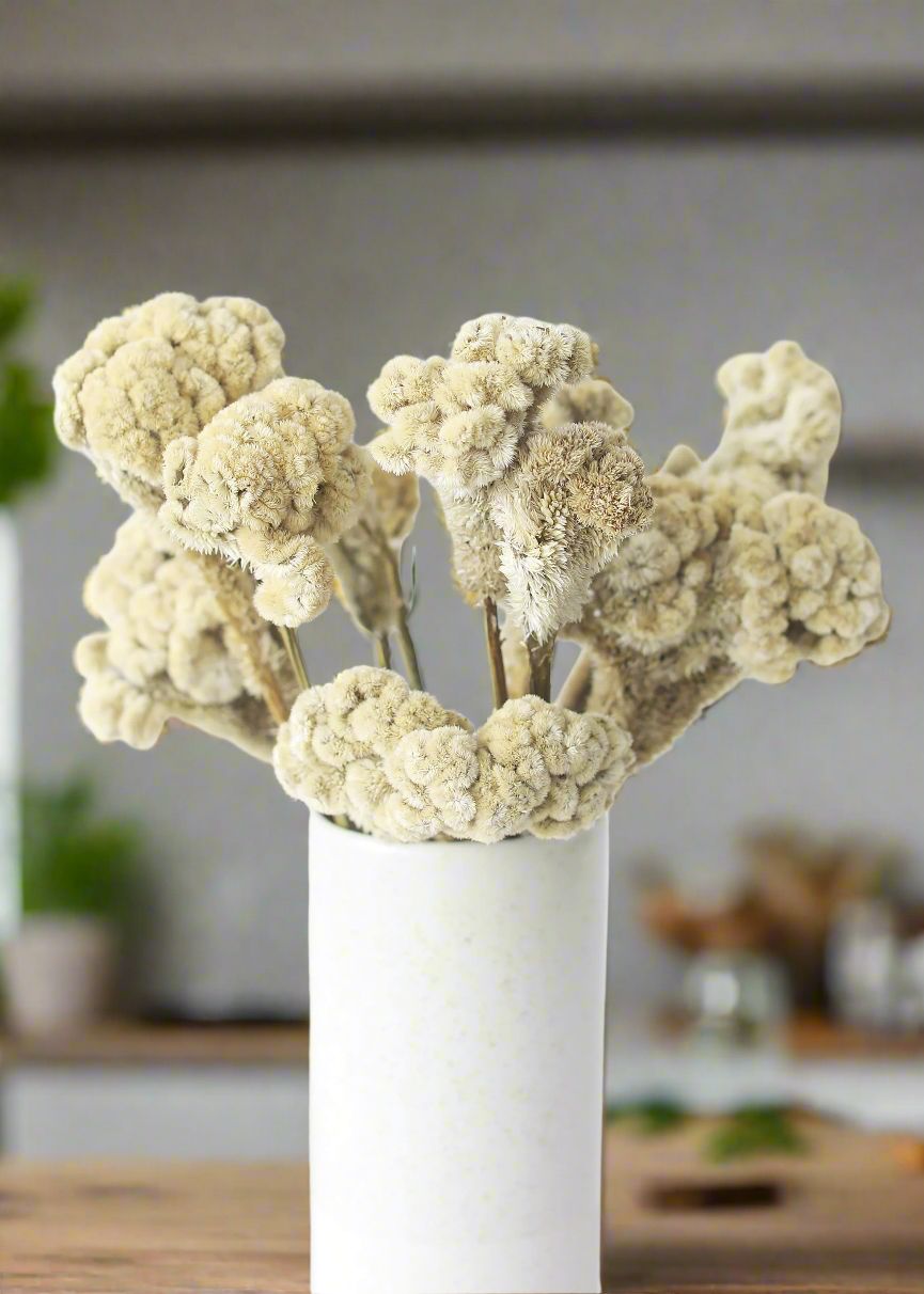 Natural Dried Celosia Flowers in Buff - 4 oz Bunch