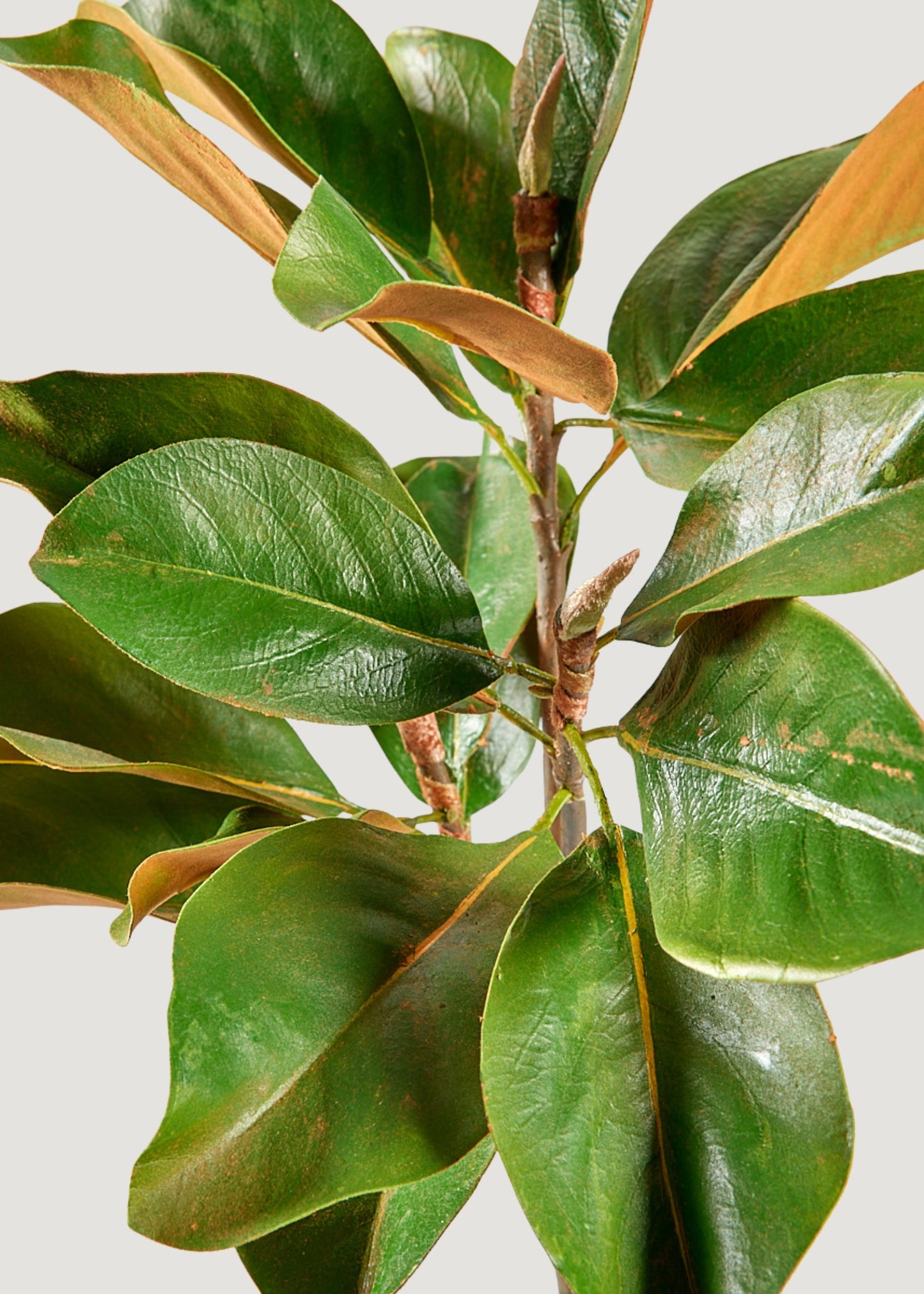 Faux Magnolia Leaf Branch - 41"