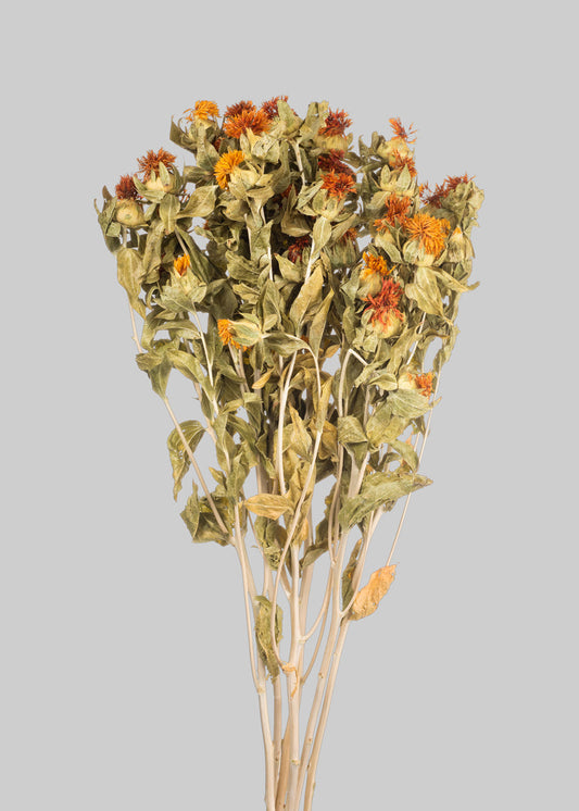 Dried Flowers Natural Orange Safflower - 18-25"