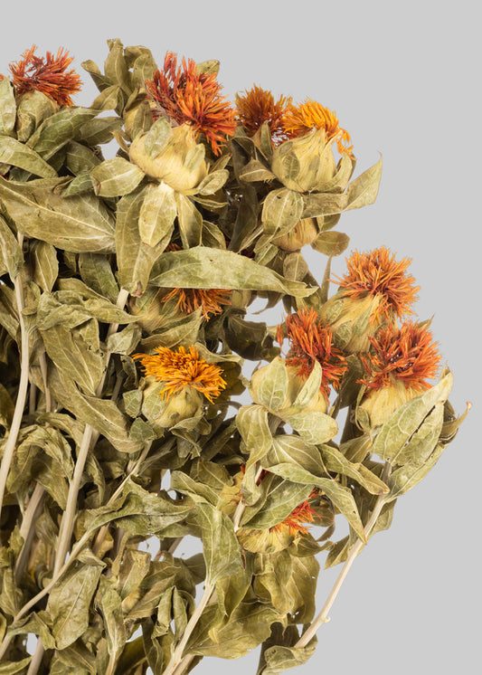 Dried Flowers Natural Orange Safflower - 18-25"
