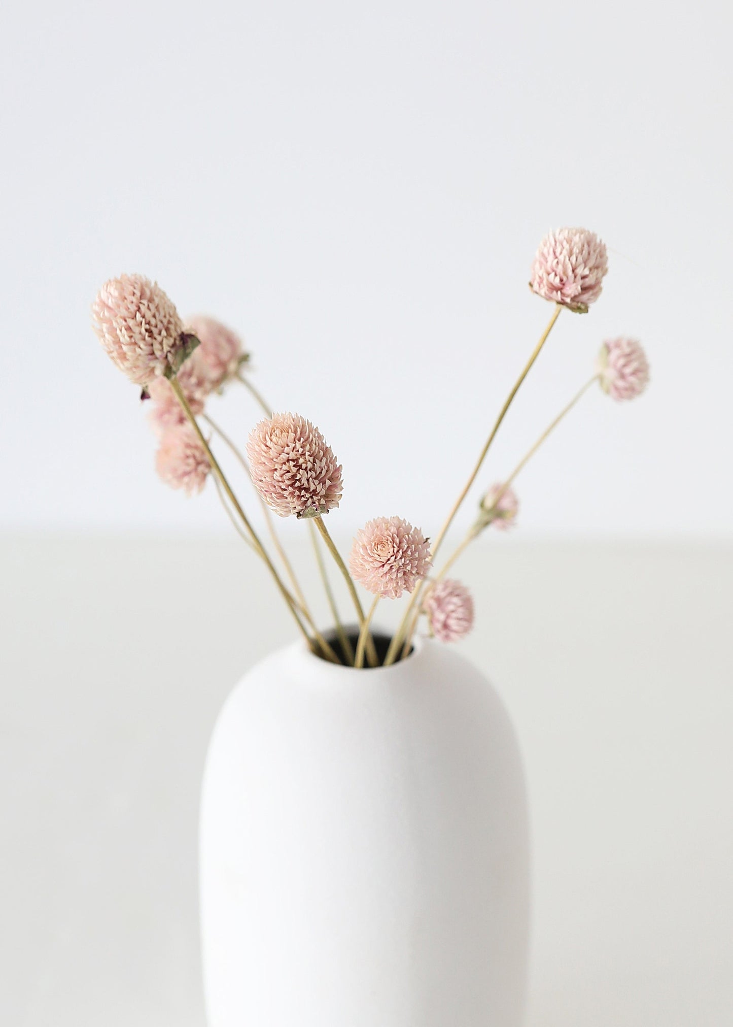 Air-Dried Globe Amaranth in Pink - 14-18"