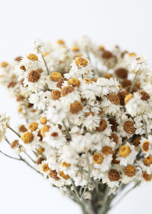 Natural White Dried Ammobium Flowers - 4 oz Bunch