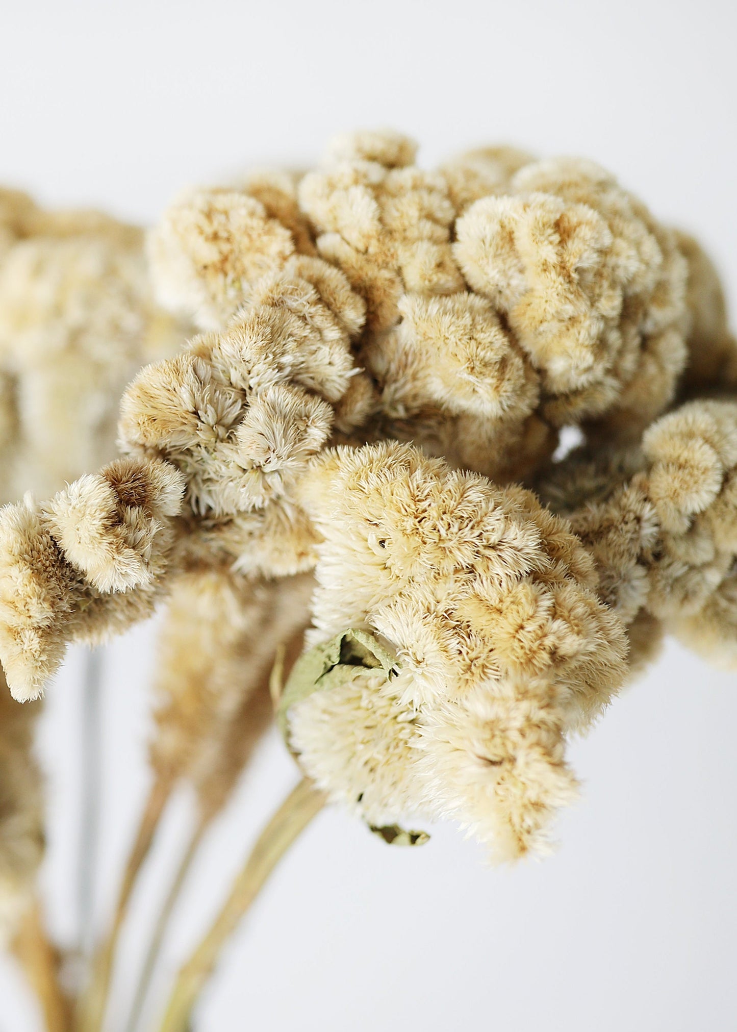 Natural Dried Celosia Flowers in Buff - 4 oz Bunch