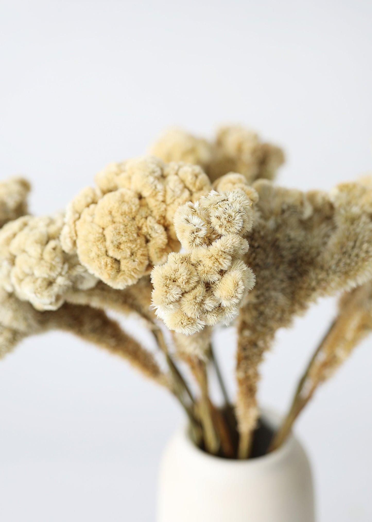 Natural Dried Celosia Flowers in Buff - 4 oz Bunch