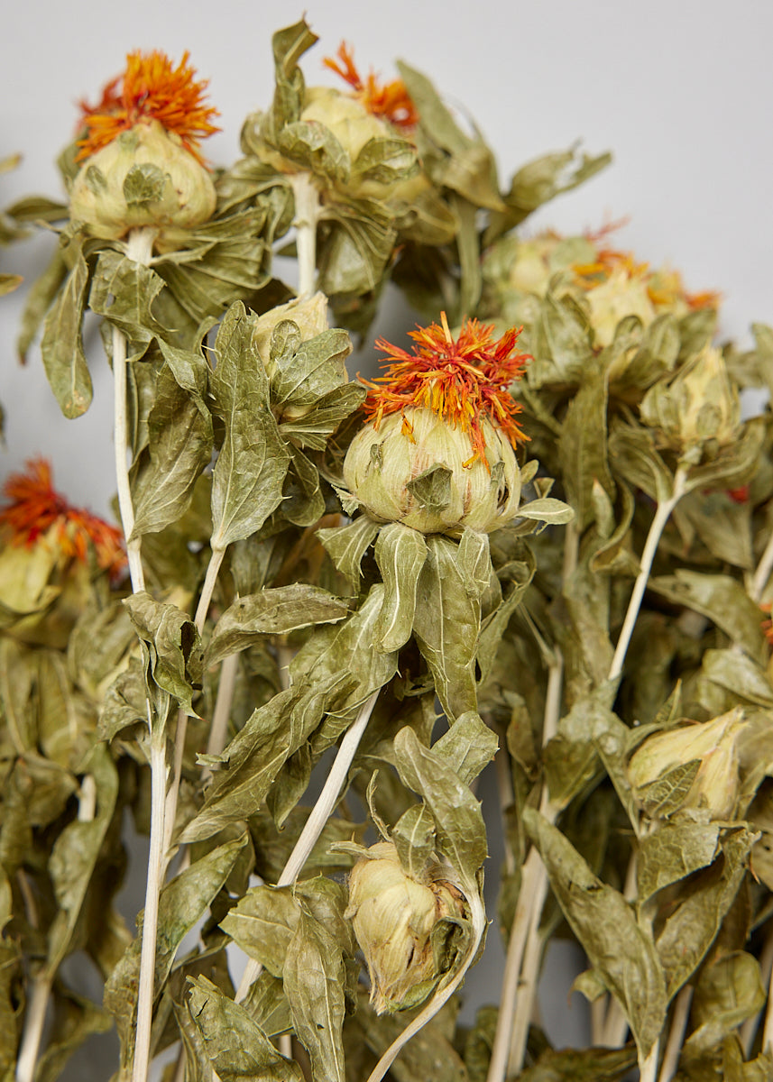 Dried Flowers Natural Orange Safflower - 18-25"