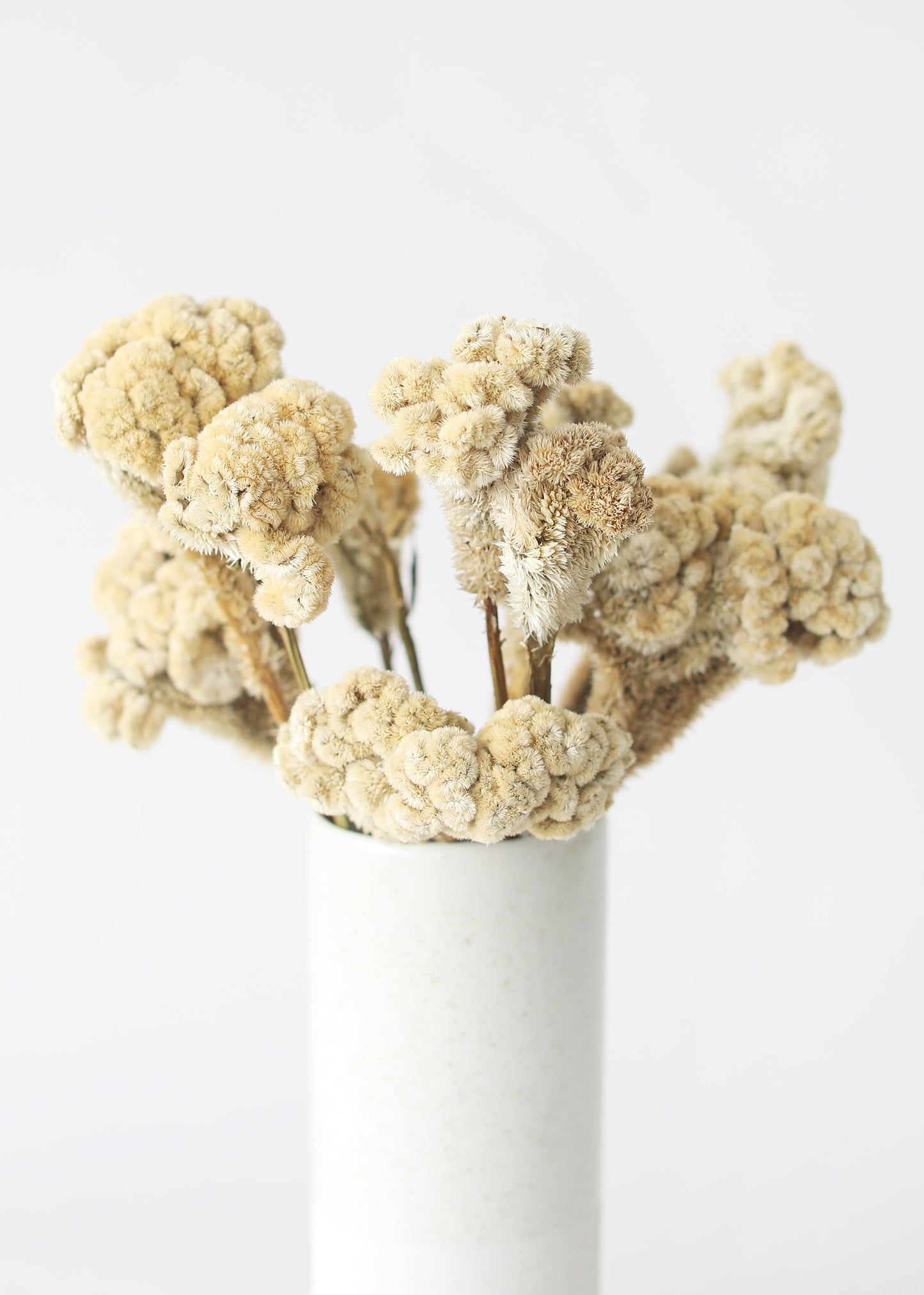 Natural Dried Celosia Flowers in Buff - 4 oz Bunch